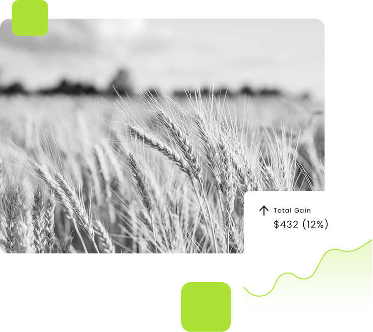 Wheat crop field with trading price overlay